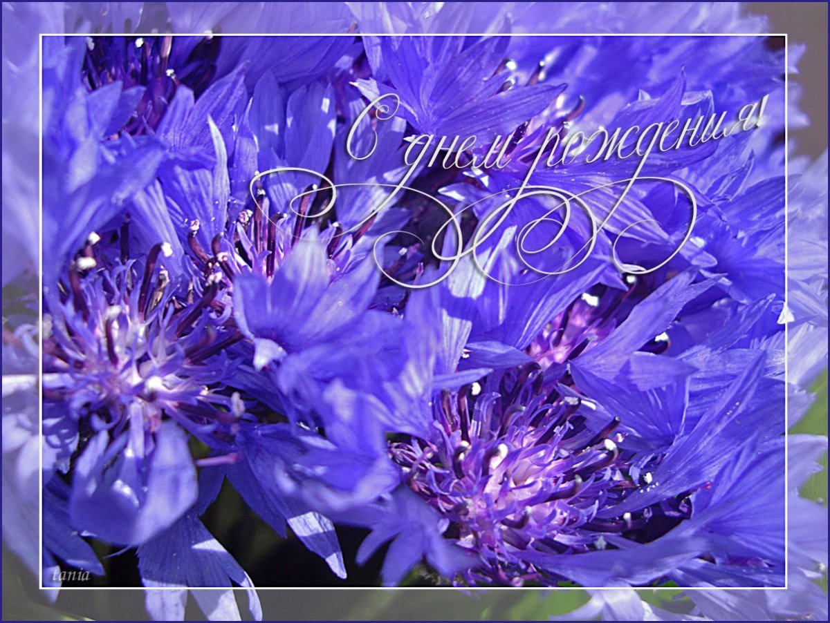 С днем рождения васильки