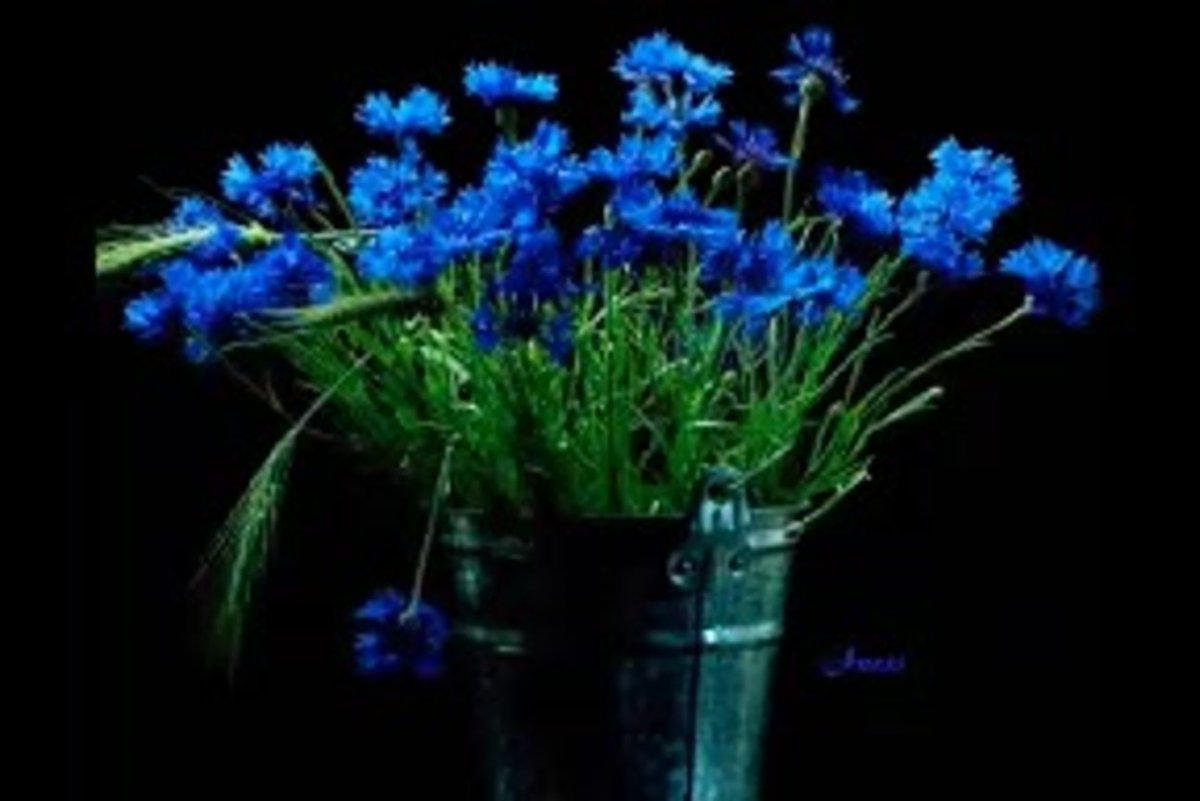 Эмменеггер букет Васильков