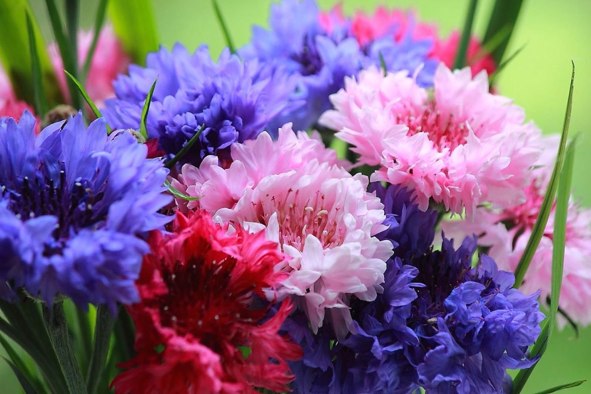 Букет полевых Васильков