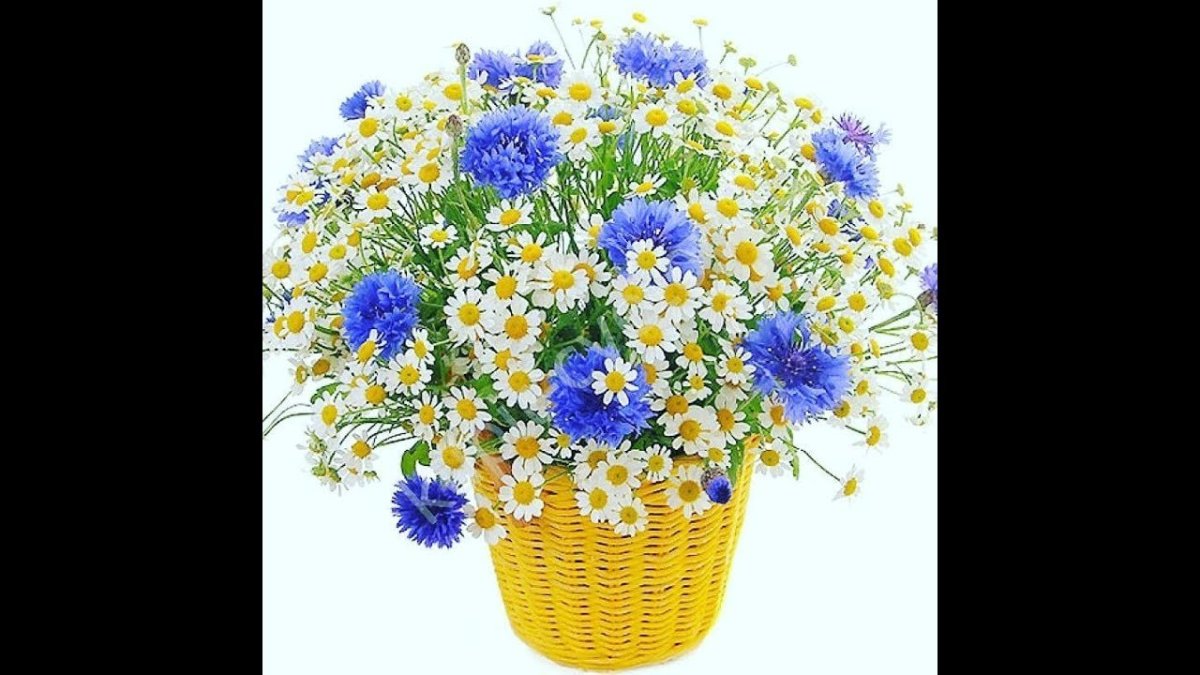 Наталья Шайкина художник