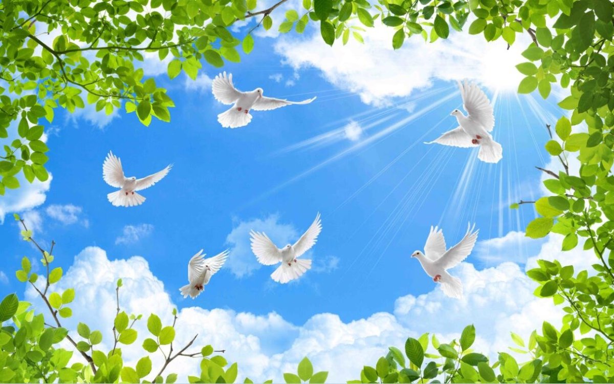 Голуби в небе