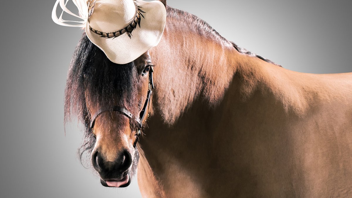 Головной убор для лошади