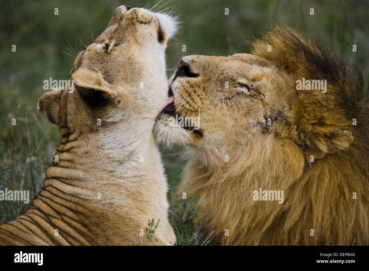 Львы любовь страсть