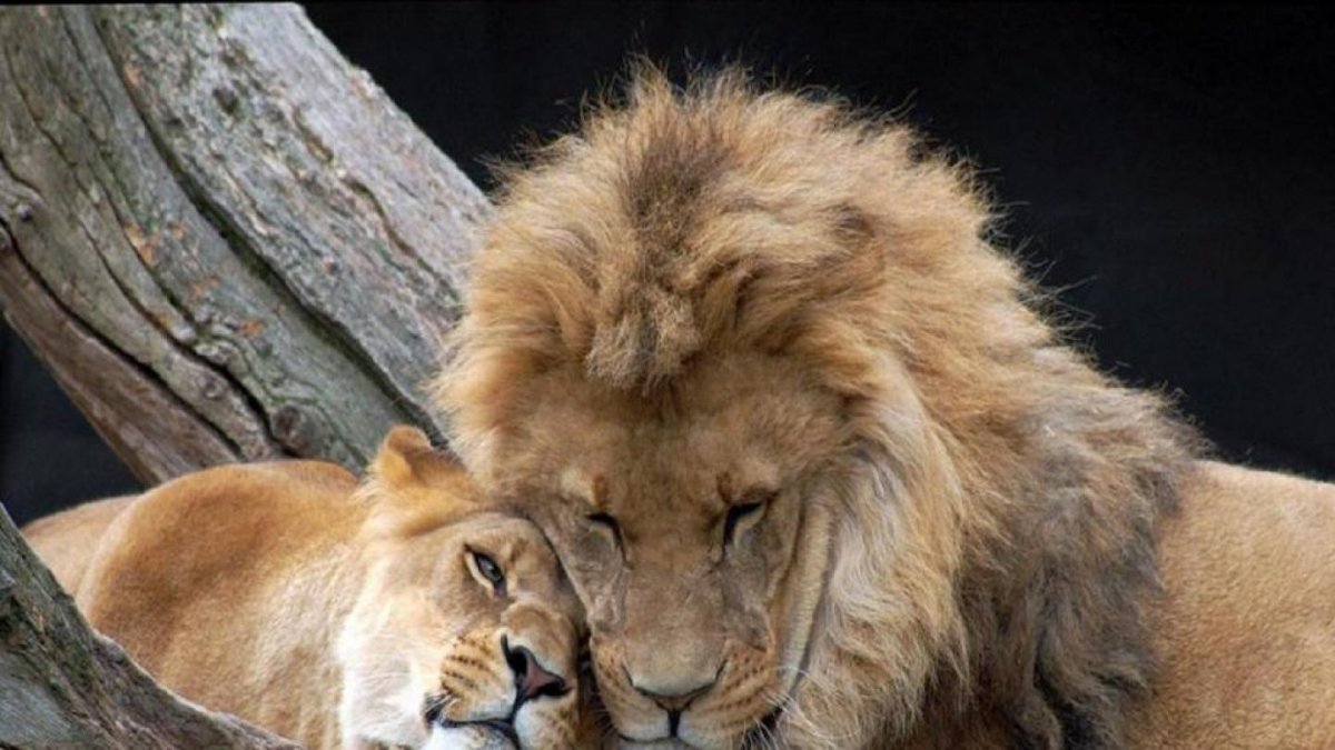 Львы с любимой львицей