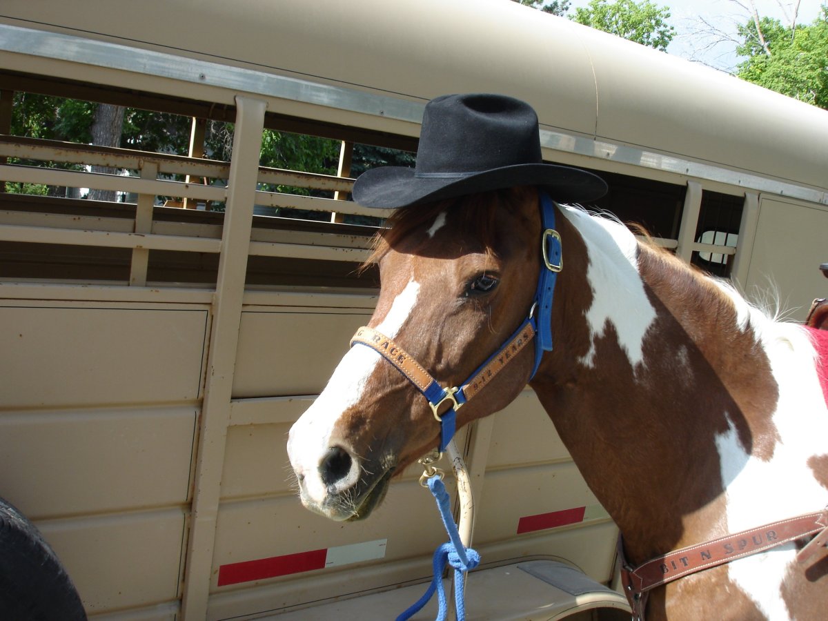 Лошадь в шляпке