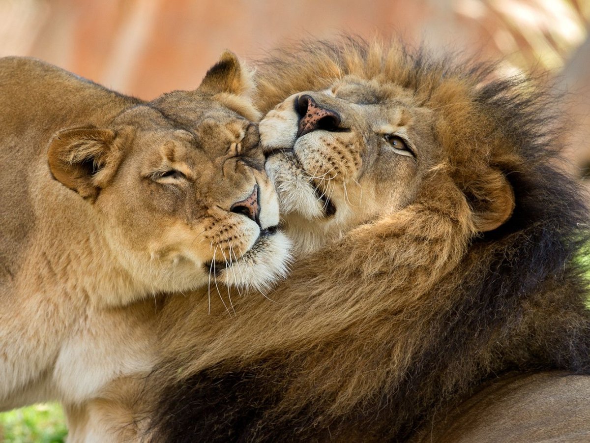 Львы нежность