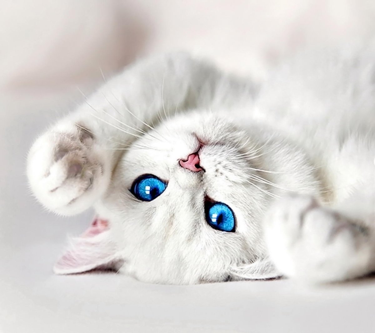 Котик с голубыми глазами