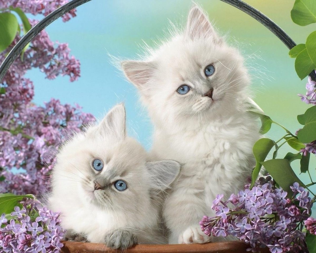 Обои с котятами