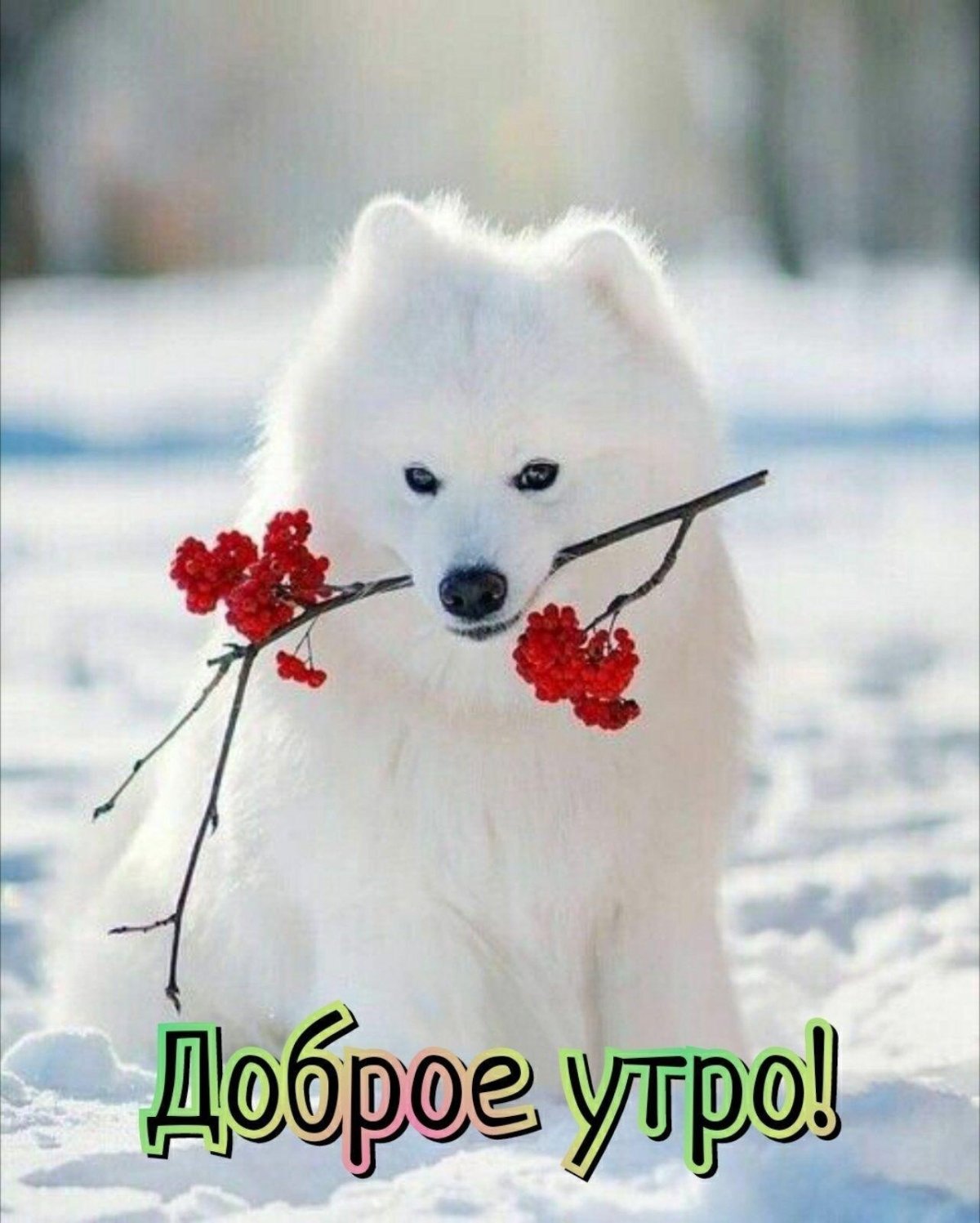 Доброе утро собаки зима