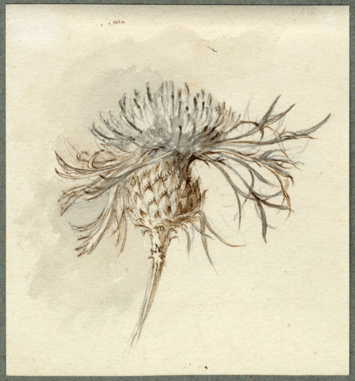 Джон Рескин Ботанические зарисовки