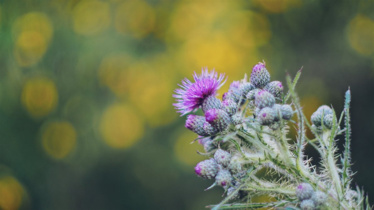 Чертополох на рассвете