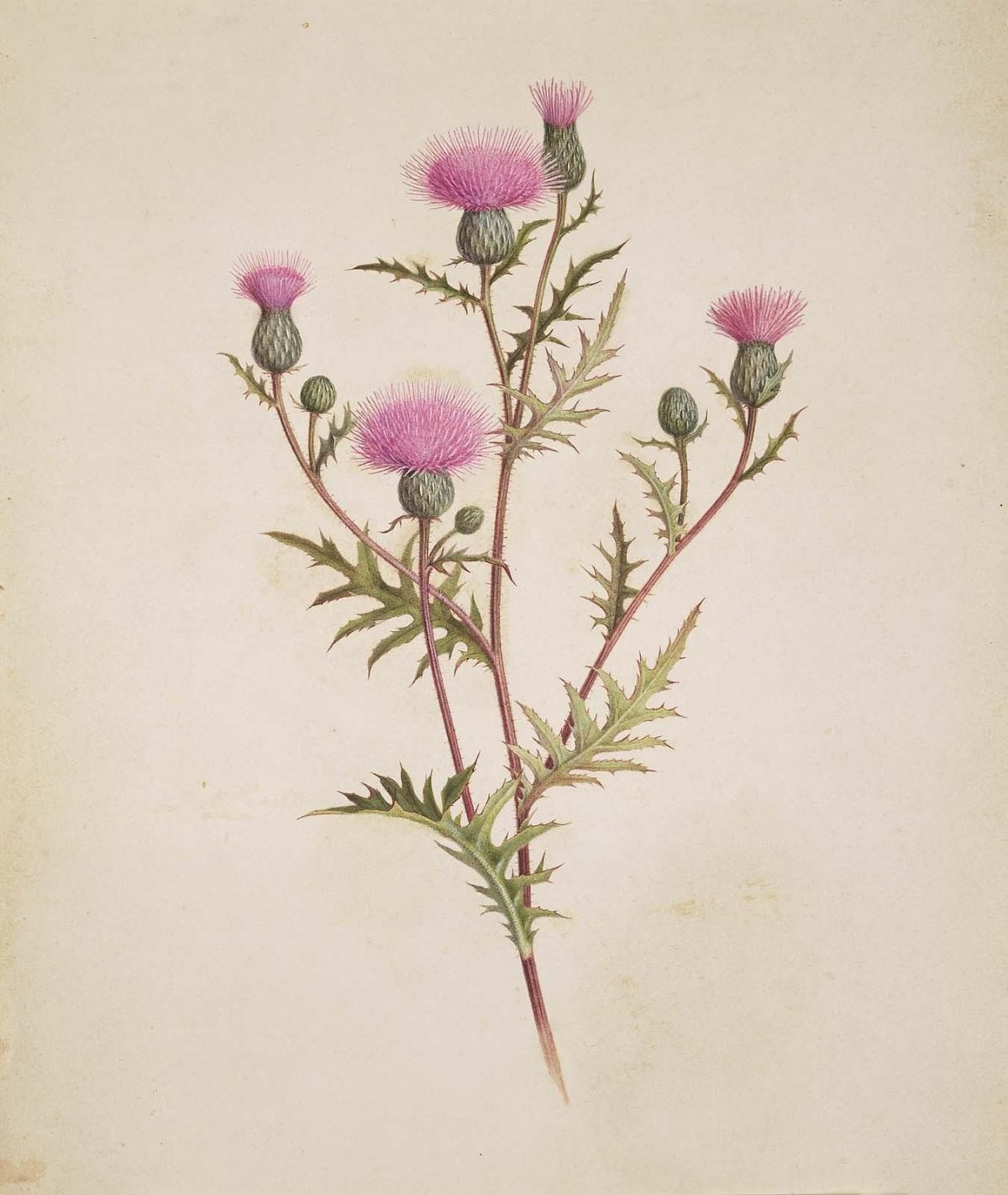 Чертополох Ботаническая иллюстрация