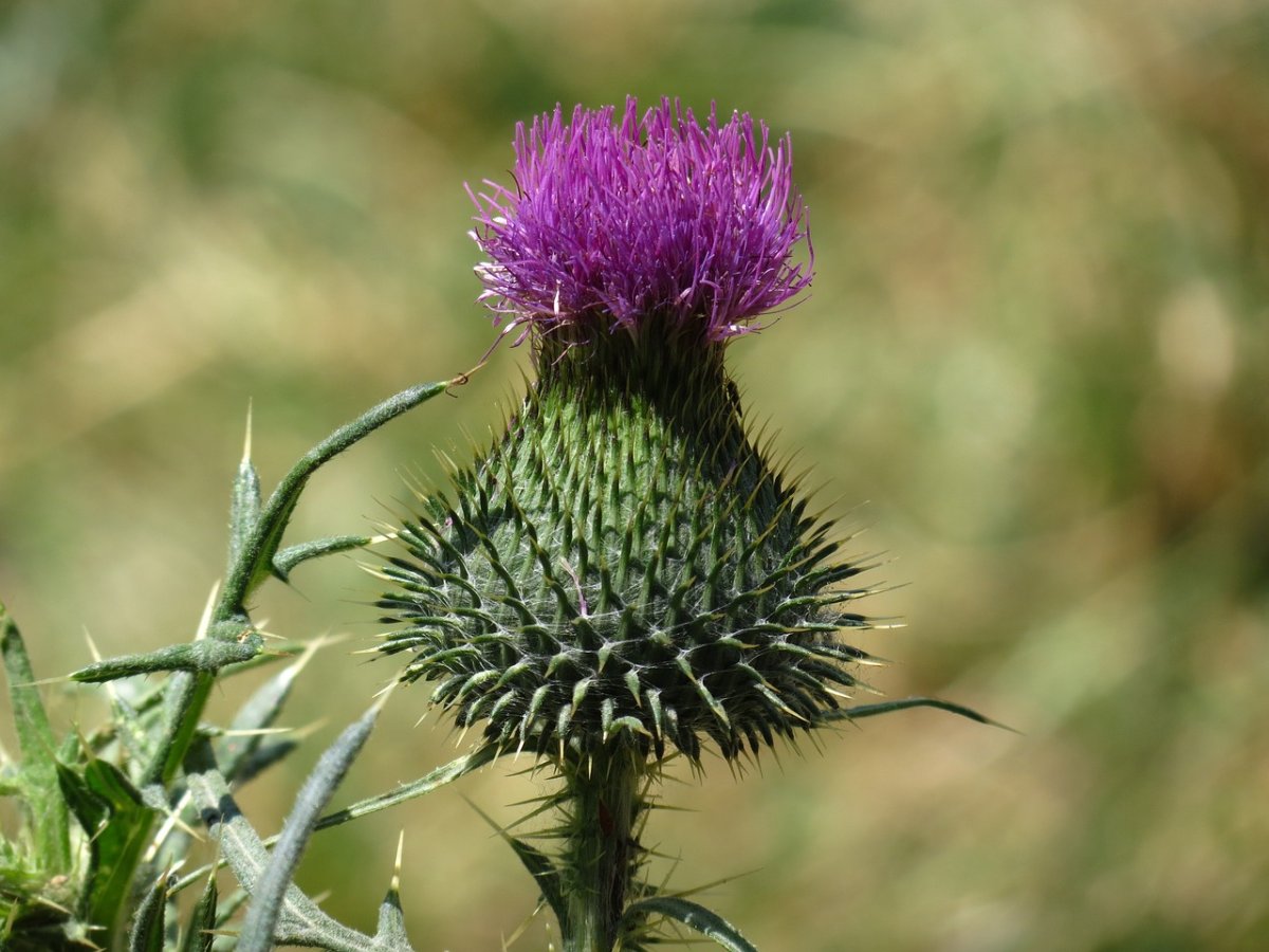 Семена колючки расторопша