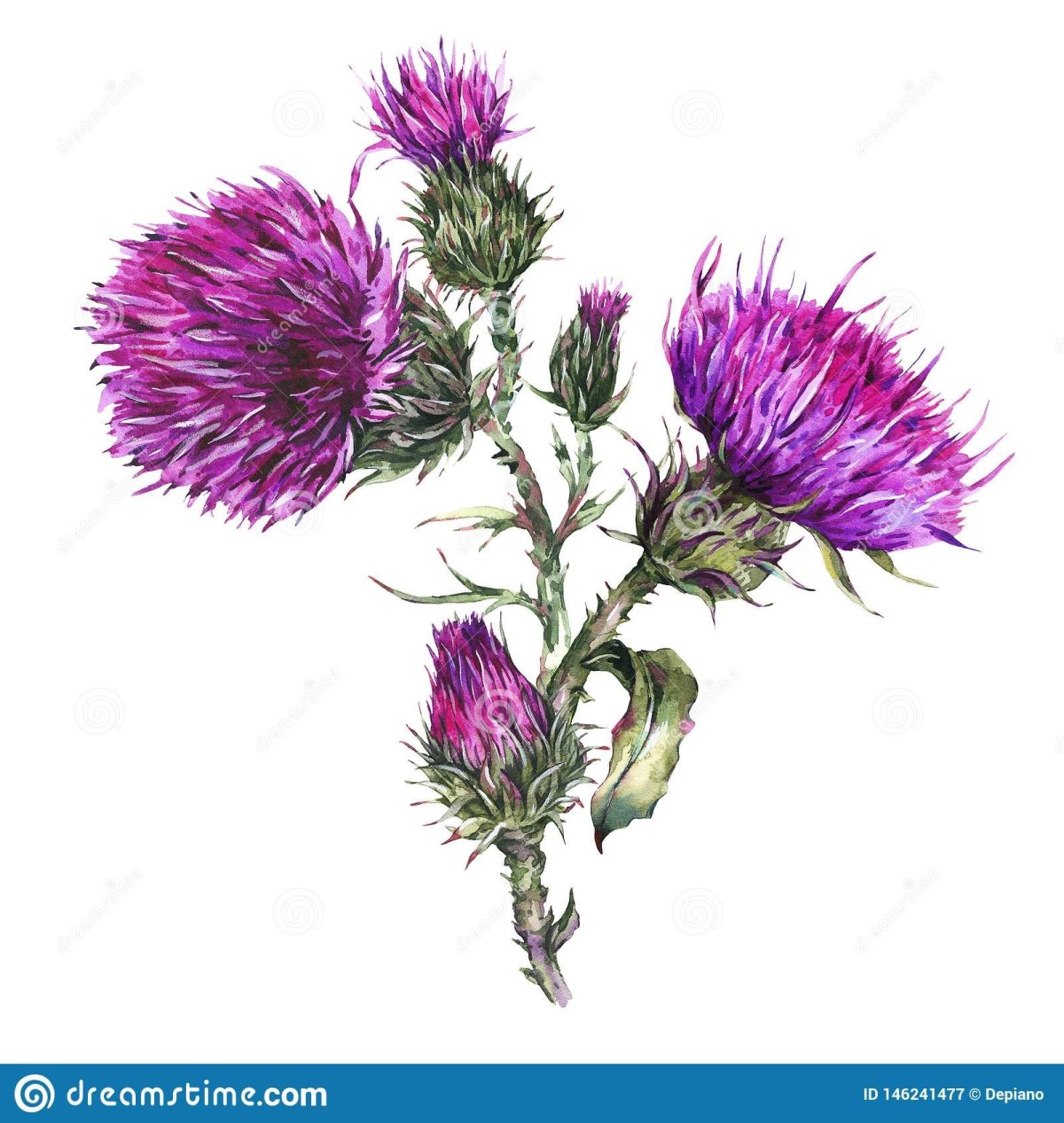 Чертополох акварель на белом фоне