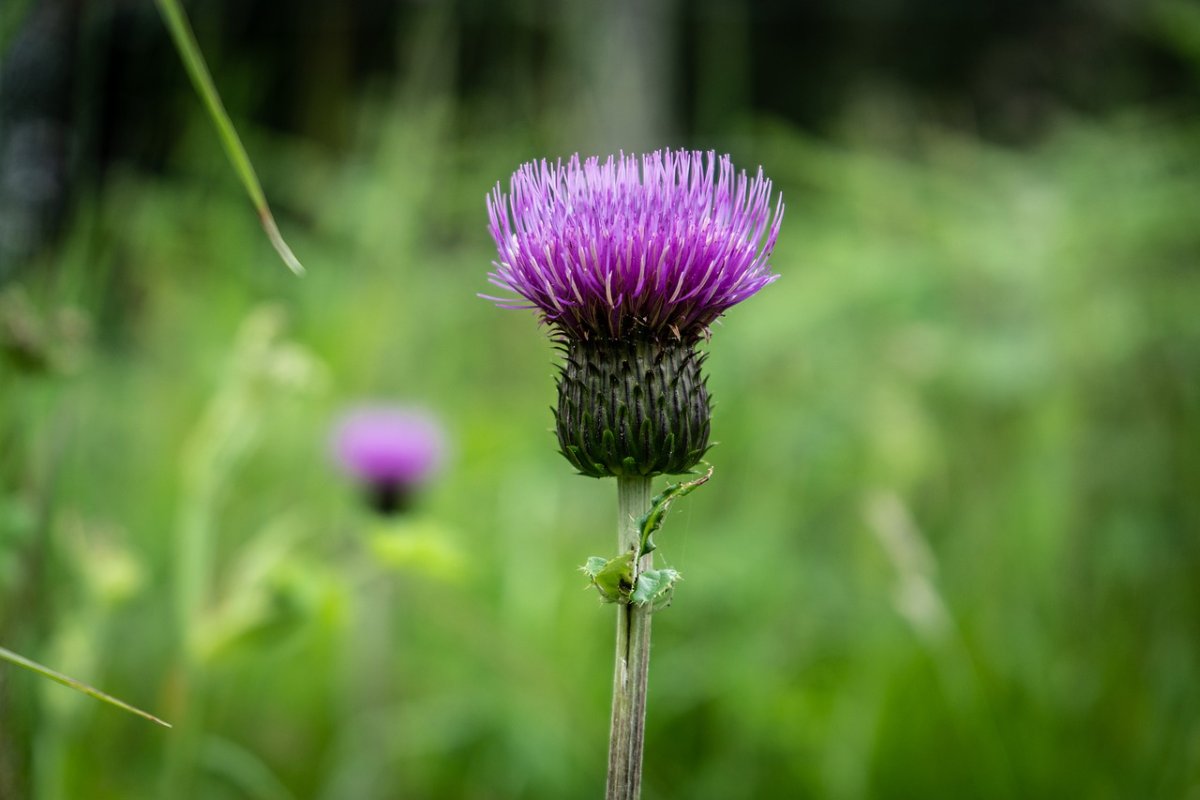 Символ Шотландии чертополох колючий