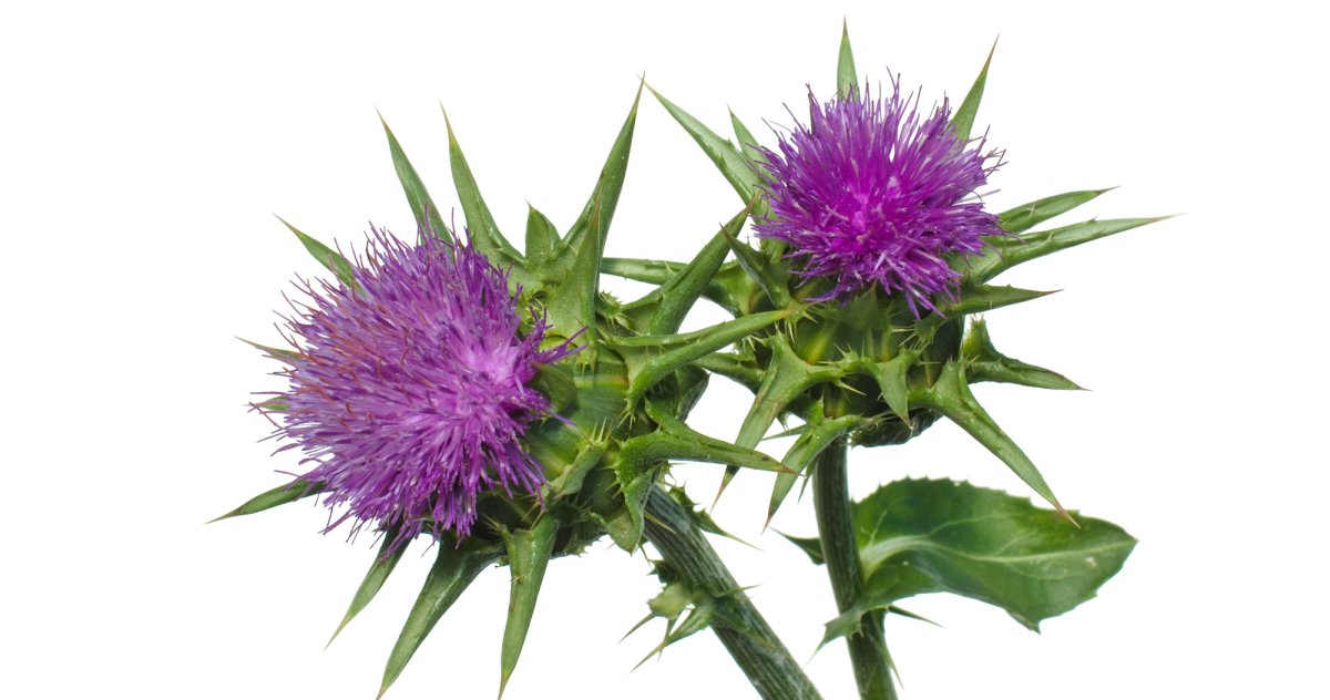 Цветы чертополох акварель