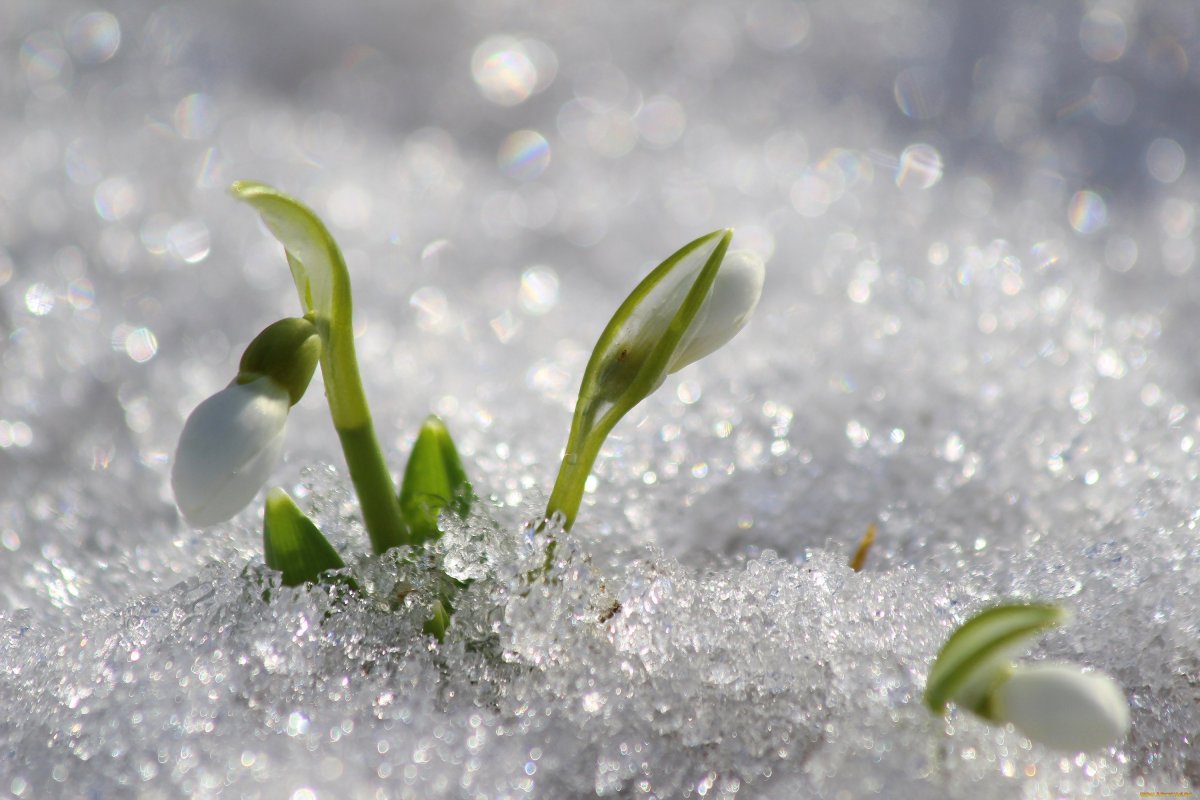 Весенняя капель