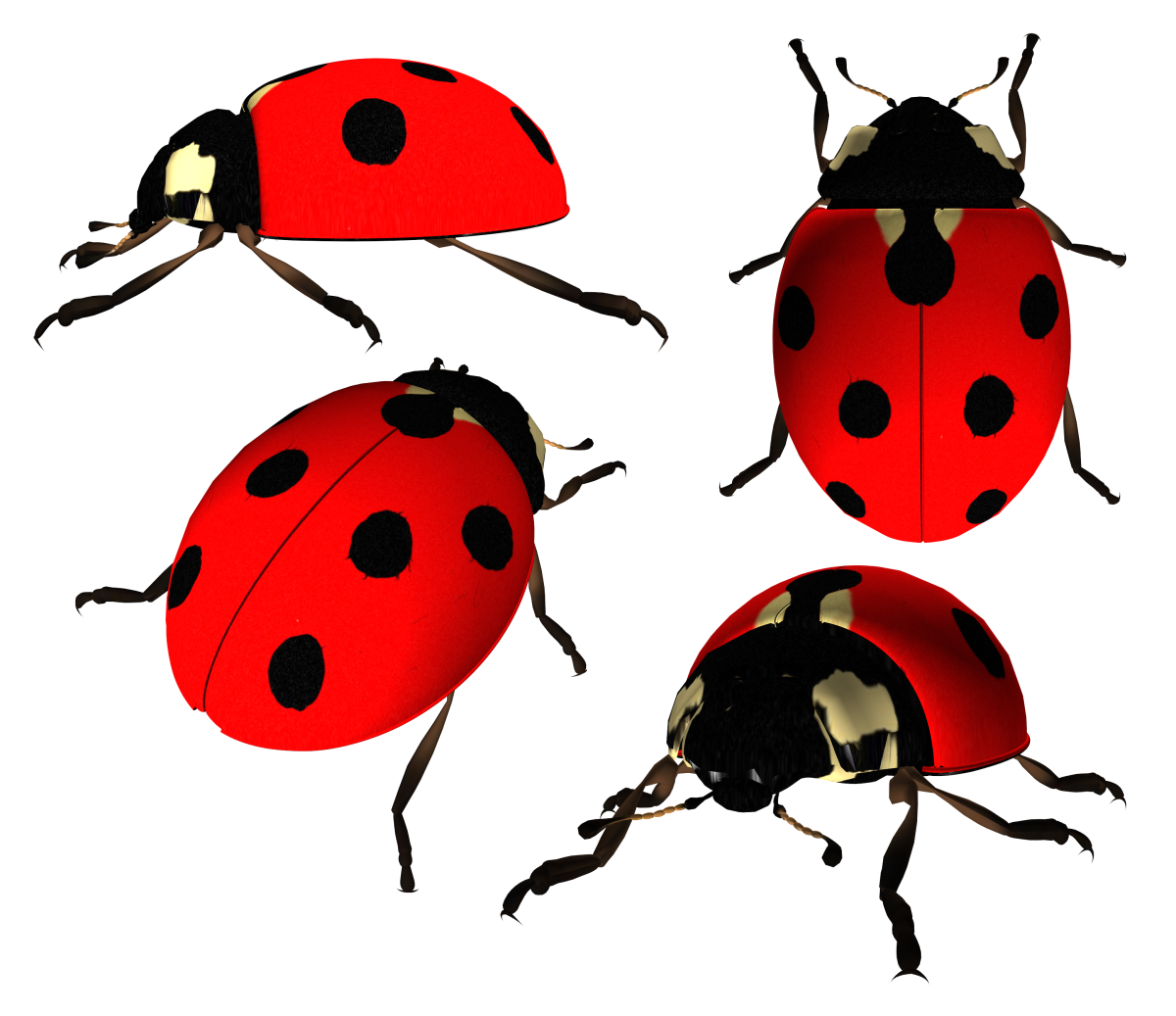 Ladybug Божья коровка