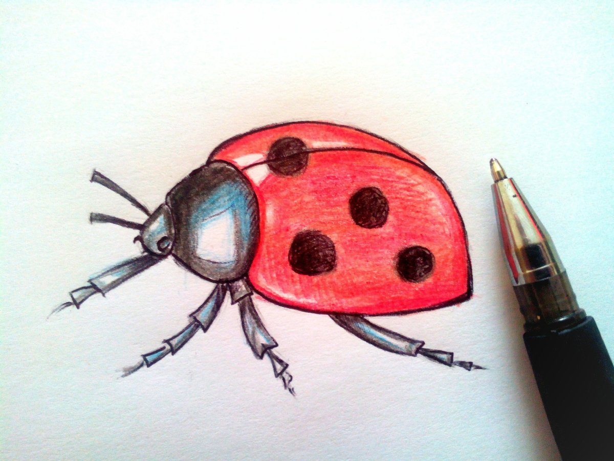 Божья коровка для дошкольников