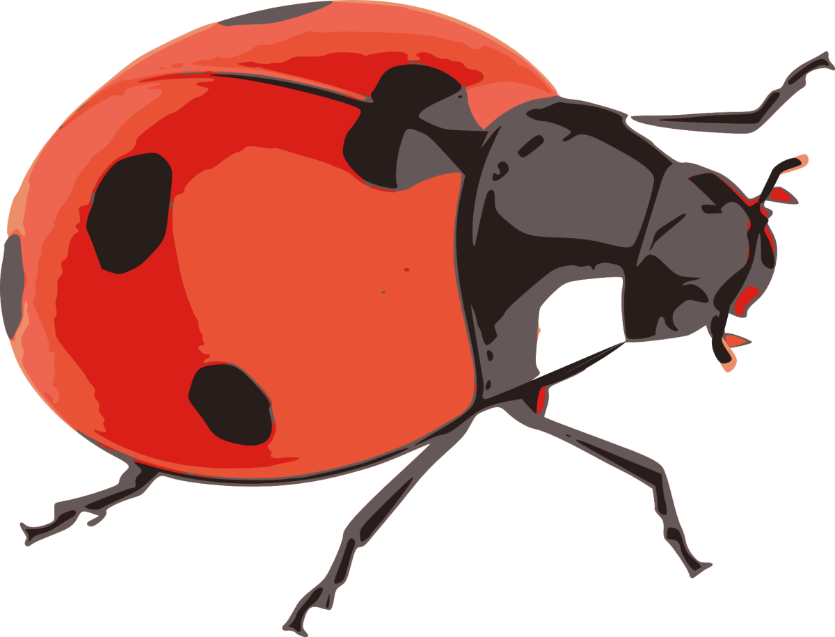 Божья коровка насекомое
