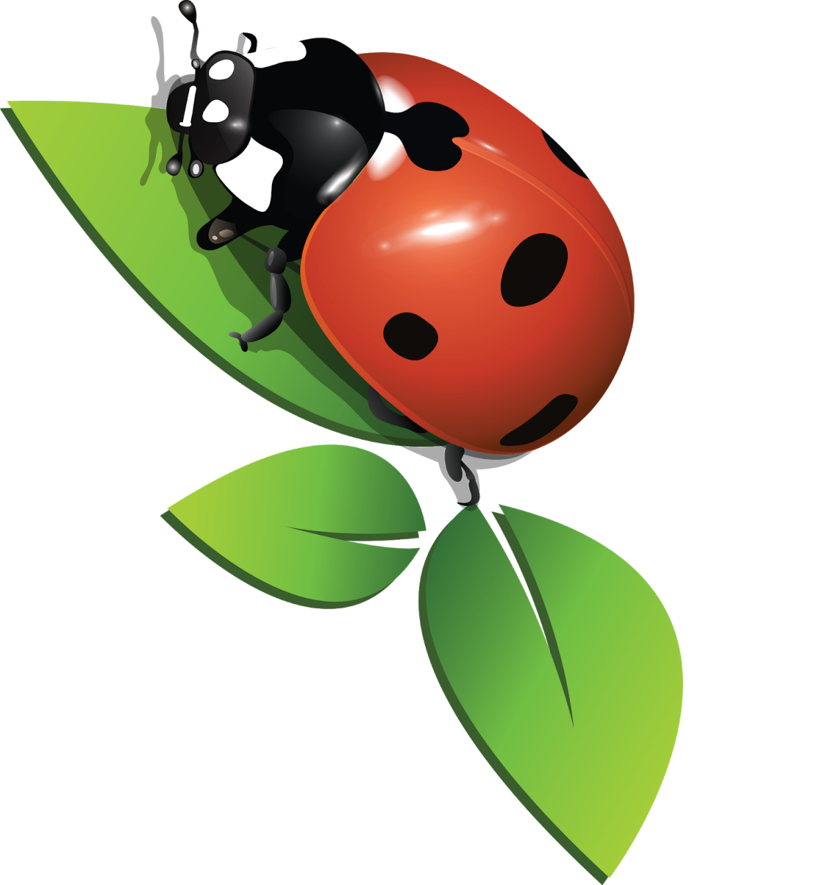 Божья коровка вид сбоку