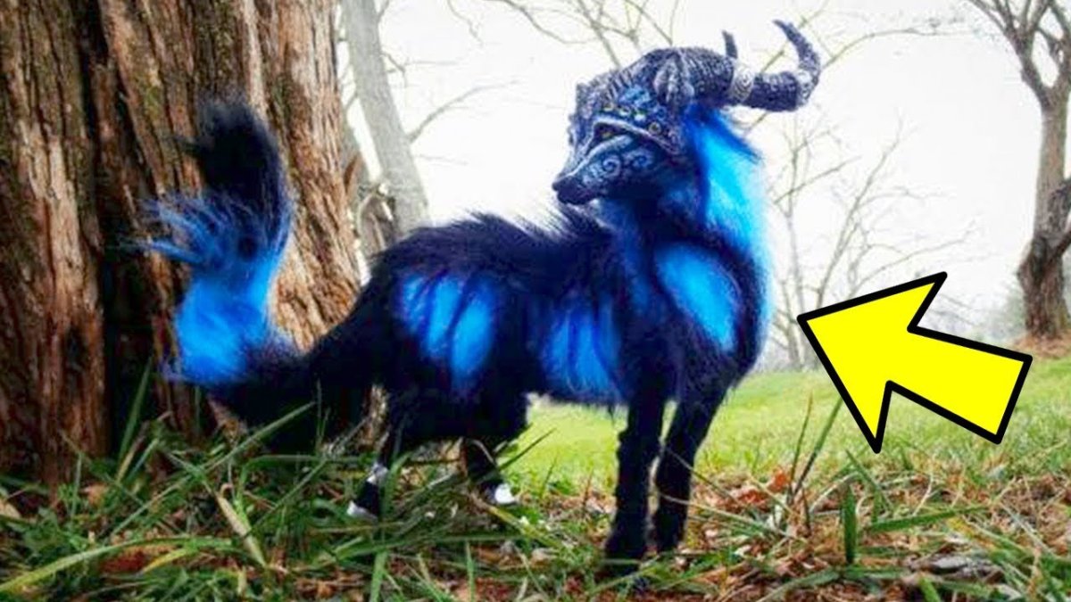 Волшебные лисы Кицунэ