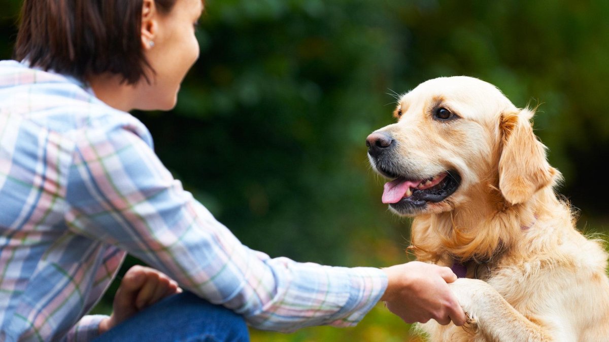 Девушка гладит собаку