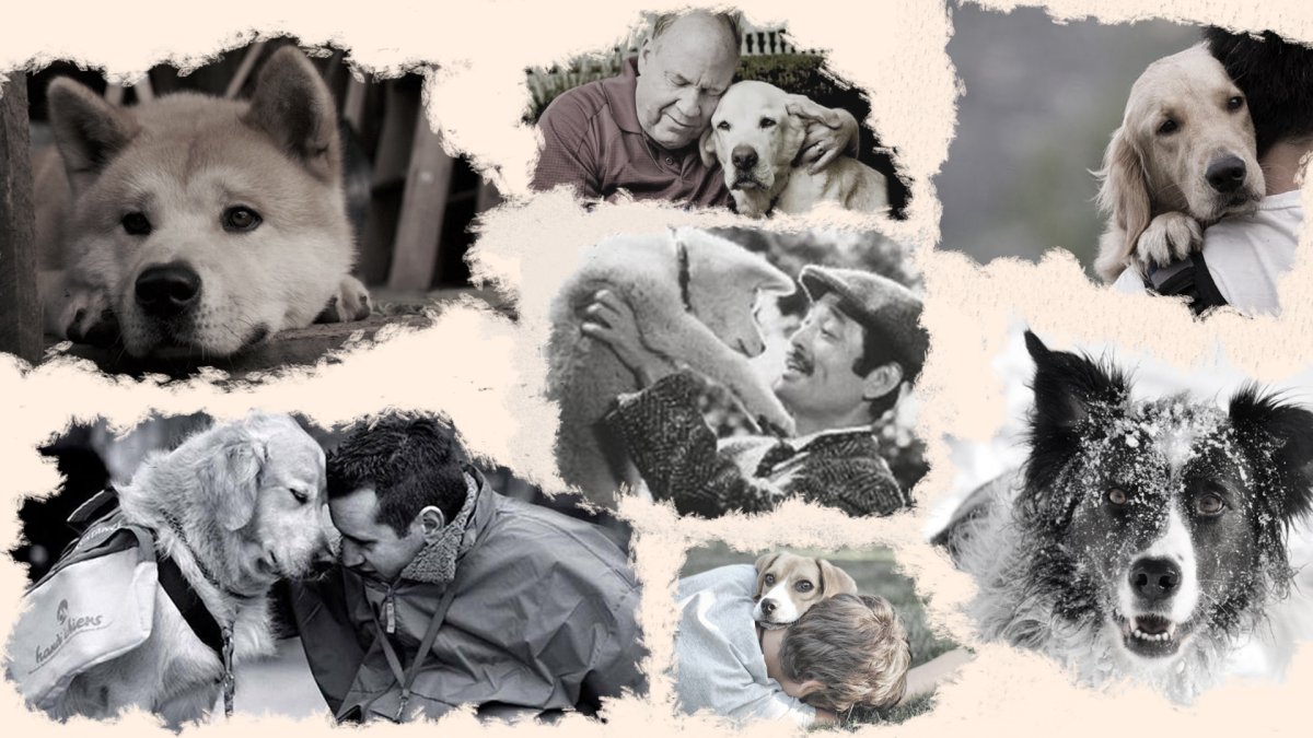 Обнимашки с собакой