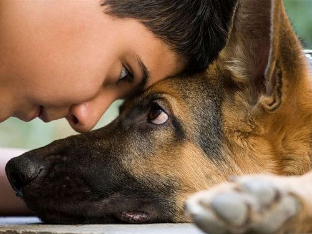 Собака путешественник