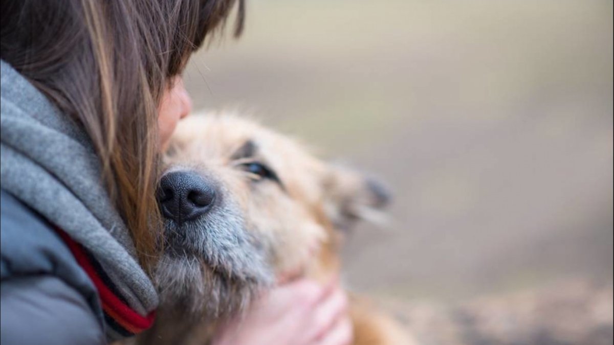Дворняга и человек
