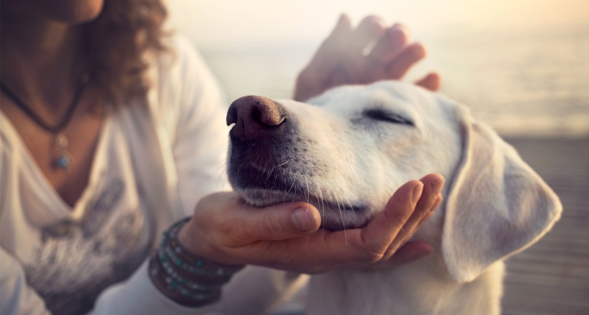 Для детей. Животные