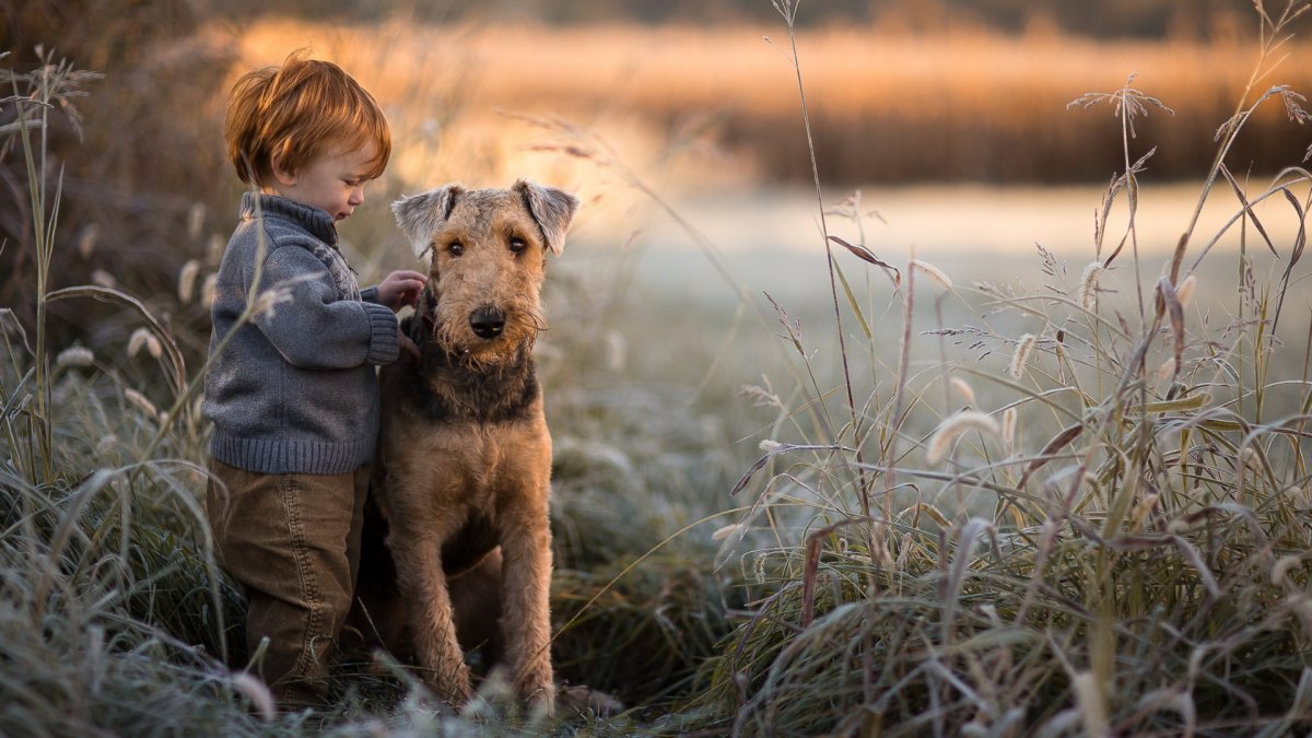 Марлон Брандо 1950