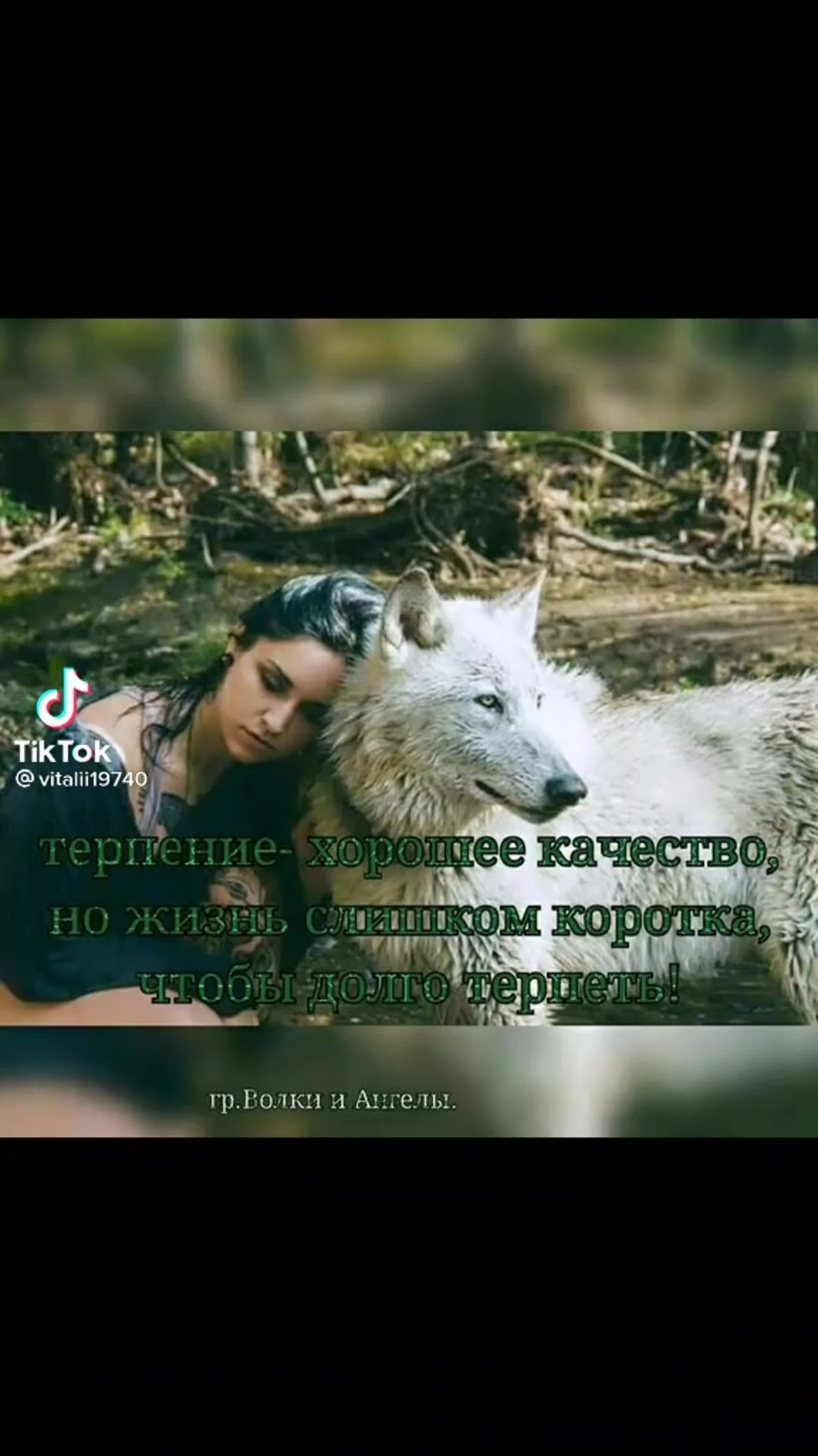 Фразы Волков