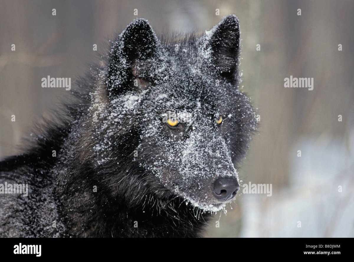 Цитаты волка про ошибки