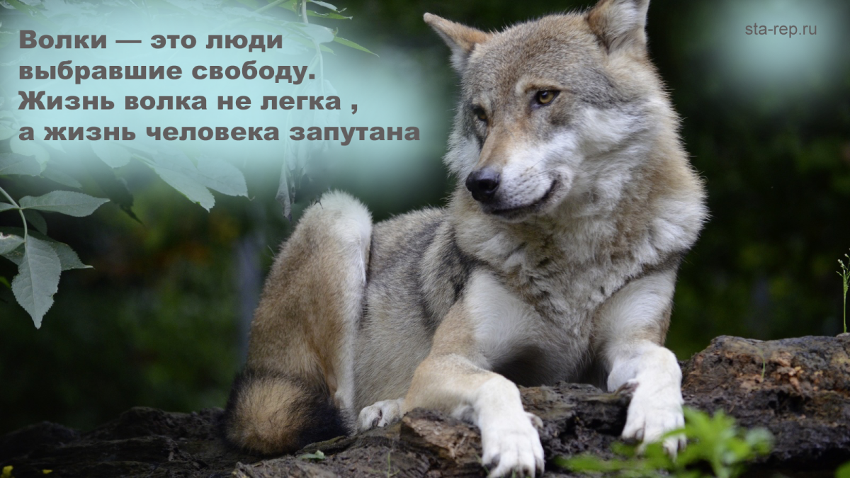 Крутые цитаты Волков
