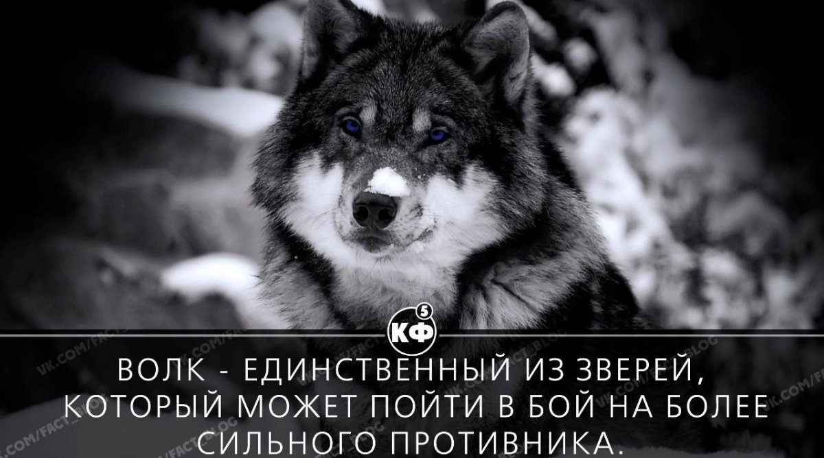 Цитаты про сильный дух волка