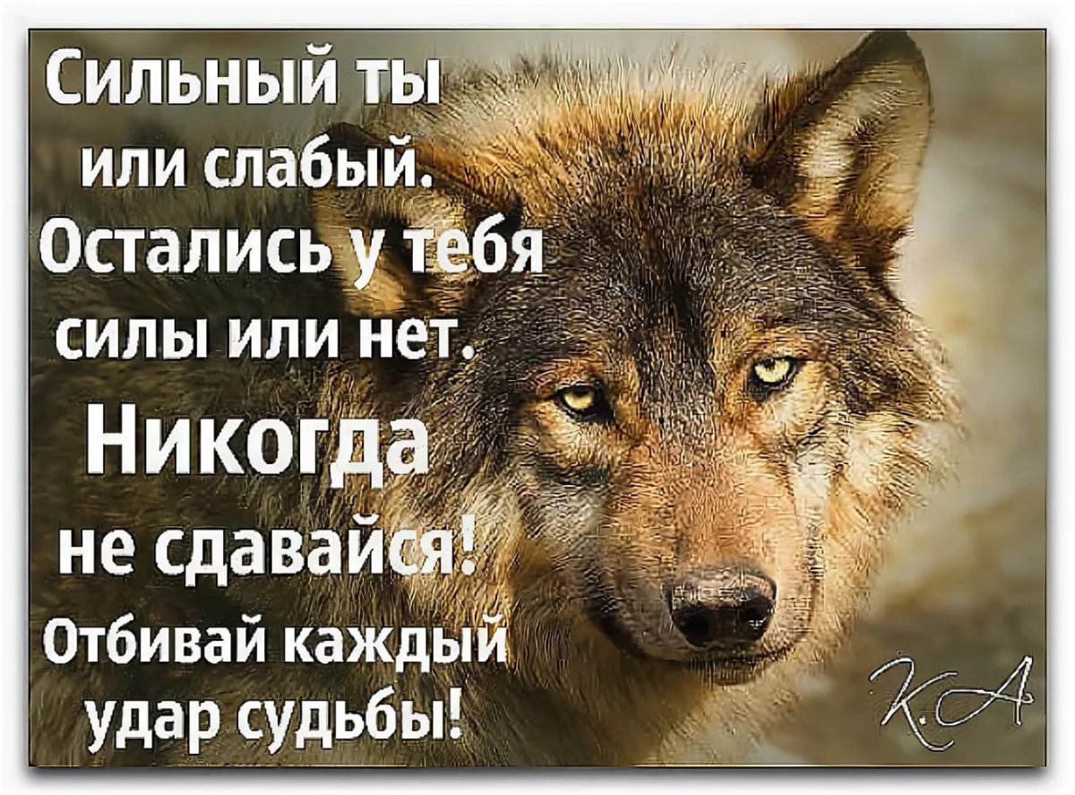 Цитаты волка