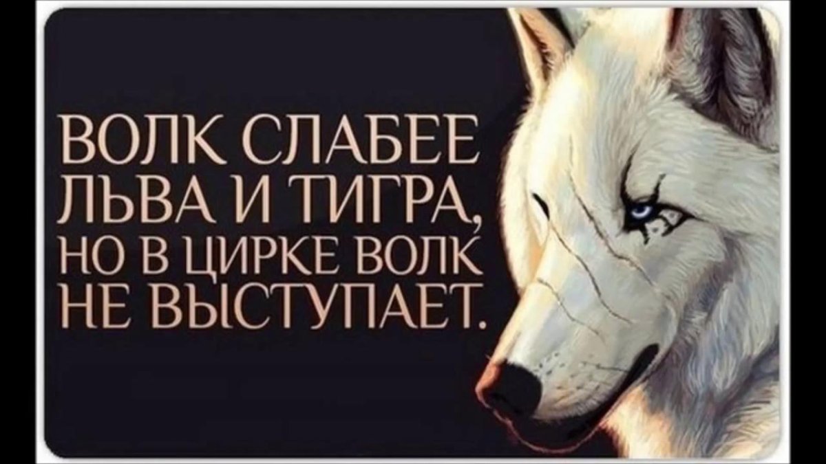 Волк слабее Льва и тигра но в цирке не выступает