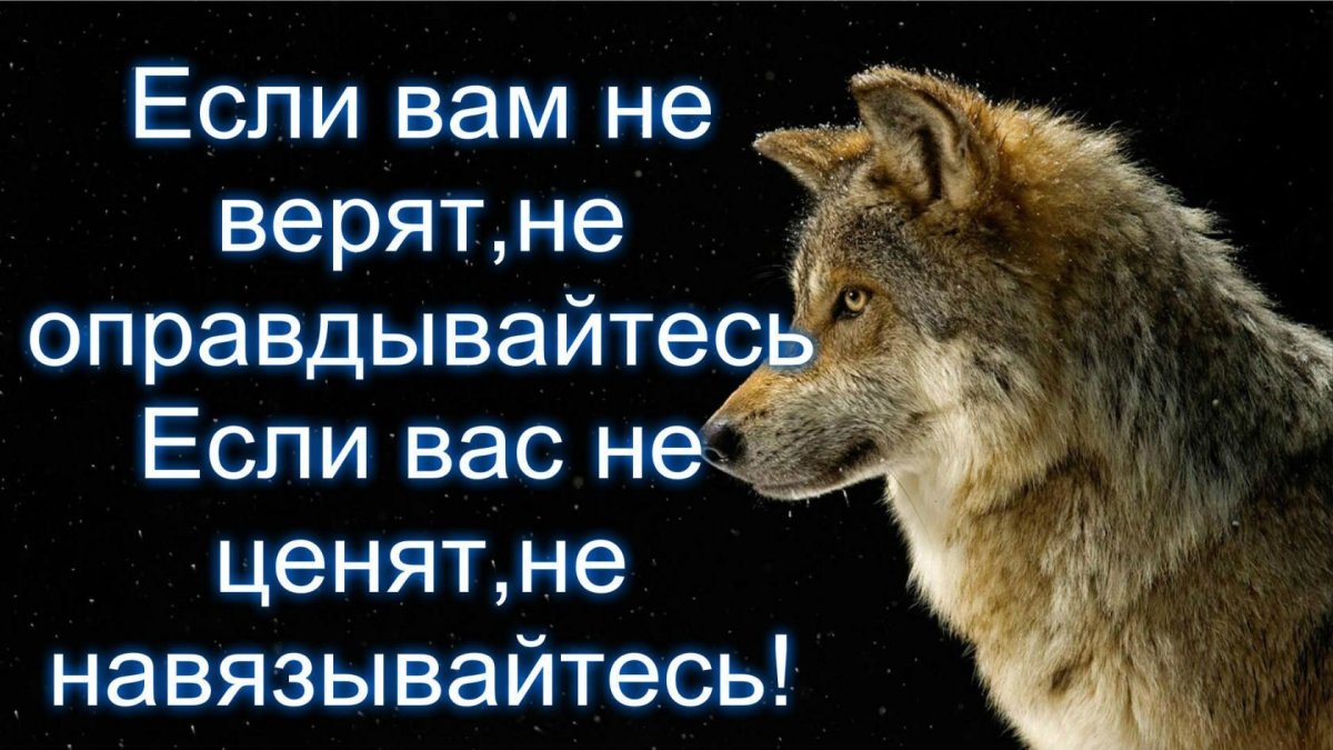 Цитаты про Волков и людей