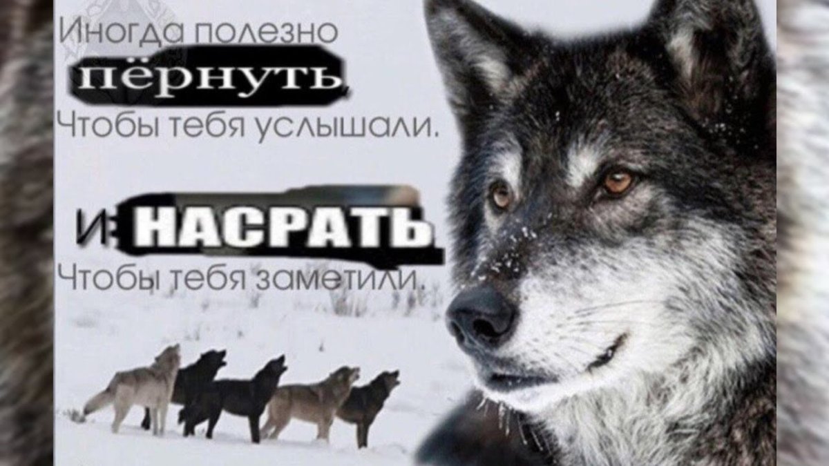 Мемы с волками и Цитатами
