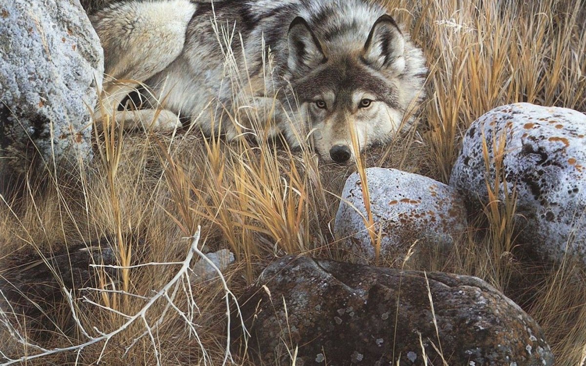 Волки афоризмы высказывания