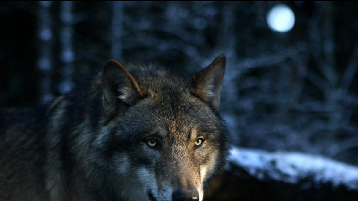 Волк одиночка цитаты