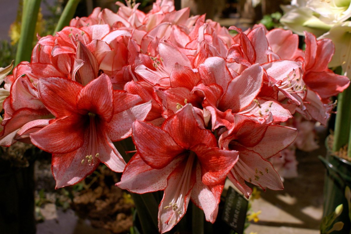 Амариллис (Amaryllis)