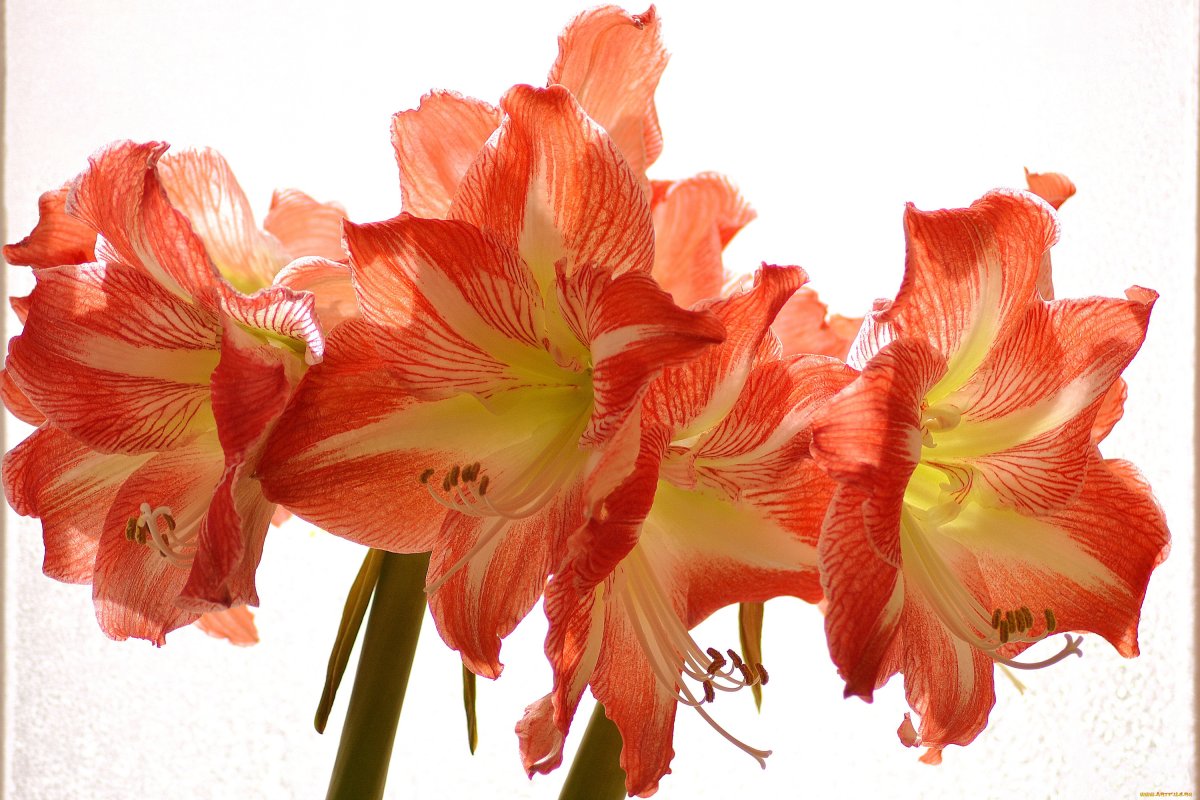 Цветок гиппеаструм амариллис