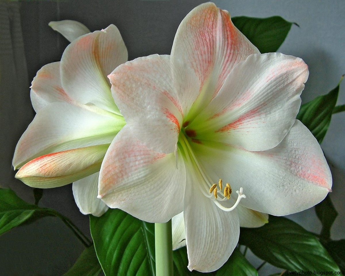 Родина цветка амариллис