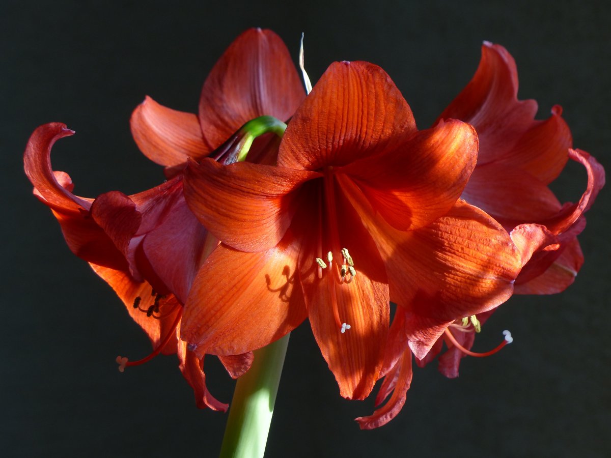 Амариллис цветок