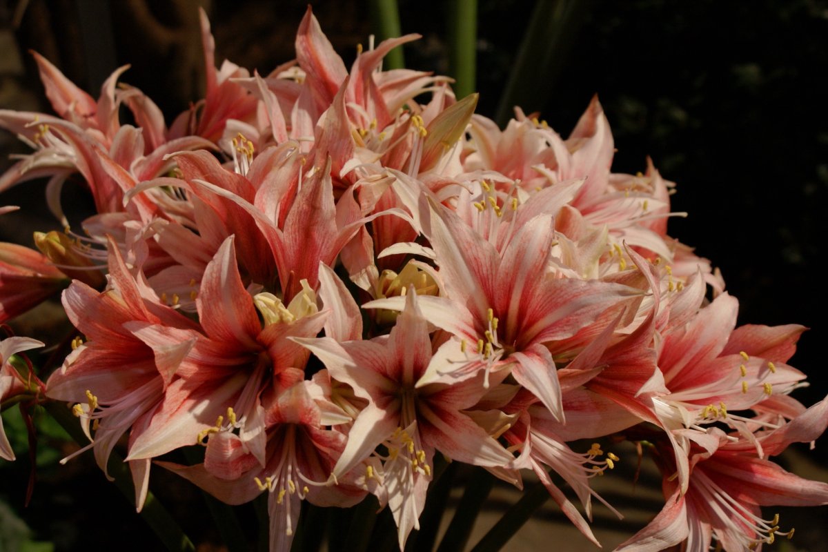 Амарис цветок