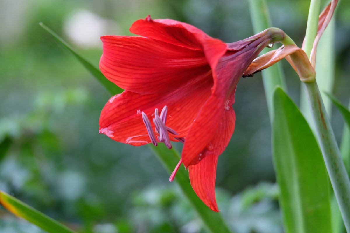 Амариллис (гиппеаструм) белладонна