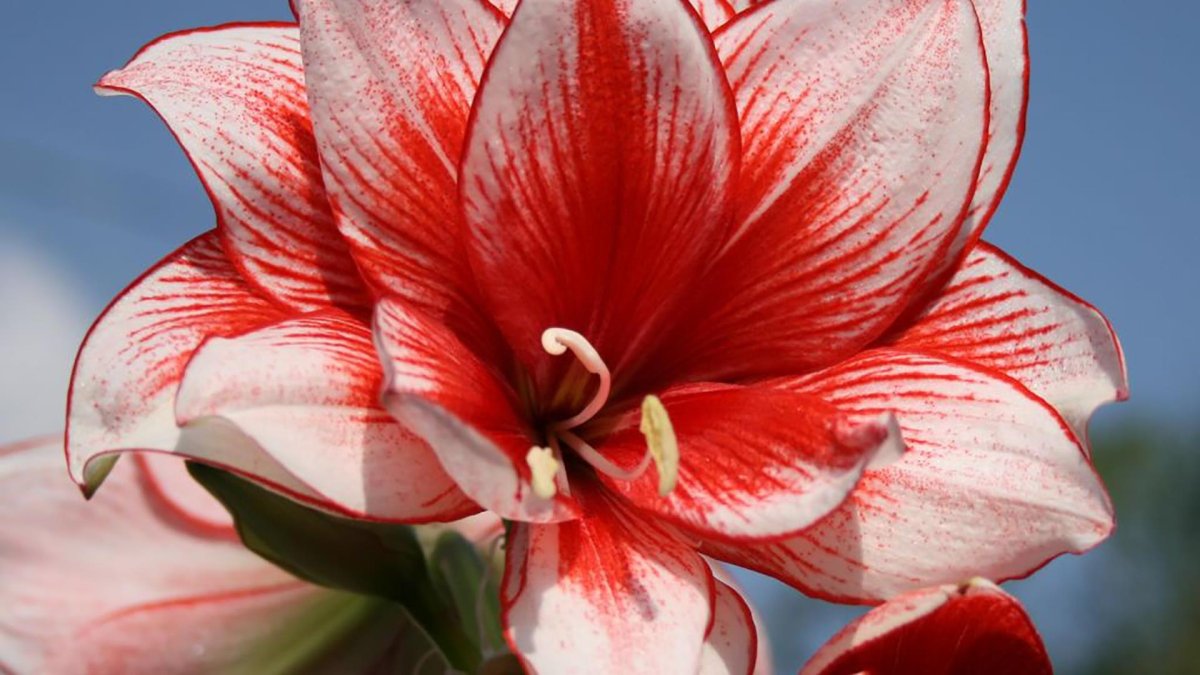 Луковичные комнатные цветы амариллис