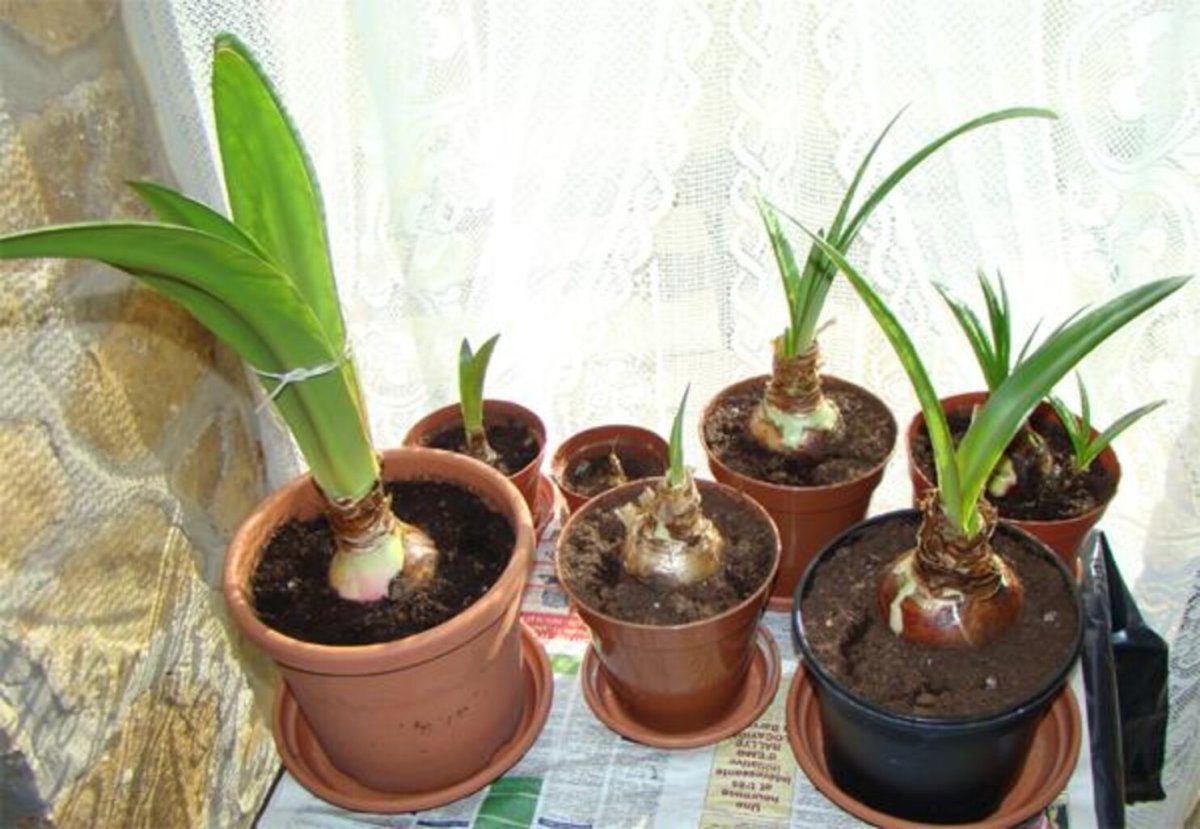 Амариллис отросток